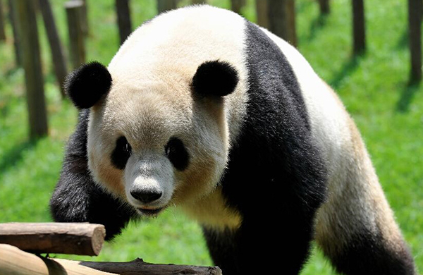 Último panda gigante de terremoto regresará pronto a casa en suroeste de China