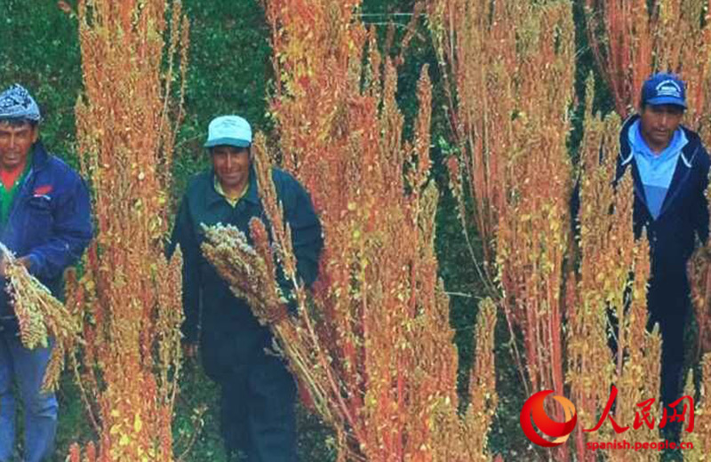 Pekín acoge la maravillosa Quinua peruana 