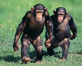 Gobierno de EEUU declara a todos los chimpancés como especie en peligro