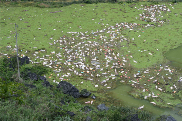 Cerdos muertos flotando en una granja inundada por las fuertes tormentas en el municipio Liuye de la región autónoma Zhuang de Guangxi, el 16 de junio de 2015. [Foto/Xinhua]