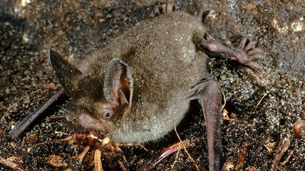 Descubren fósil de murciélago que caminaba a cuatro patas