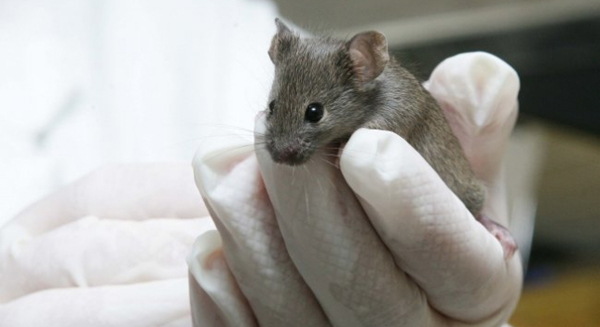 Científicos curan con luz a ratones deprimidos