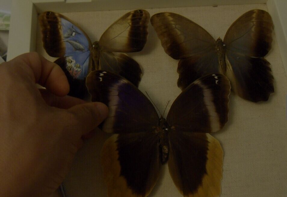 Pintando clásicos en alas de mariposas