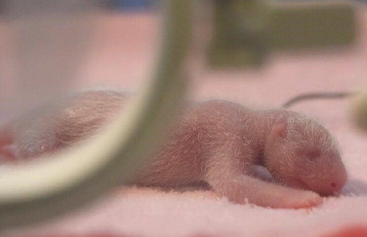 Primeros gemelos de panda del año nacidos en suroeste de China 2