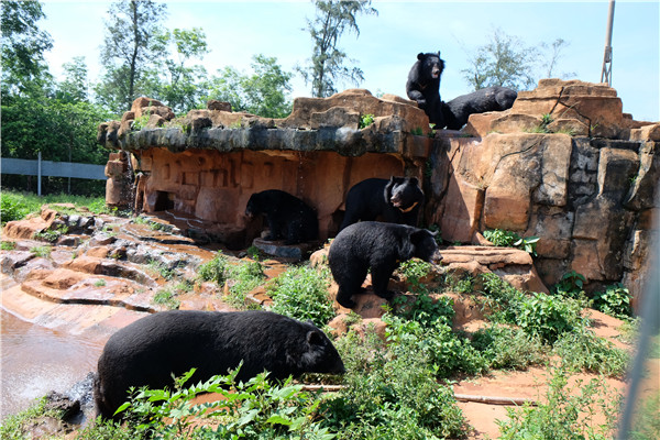 Los osos negros están entre los animales del Parque Zoológico Tropical y Jardín Botánico de Hainan, el 9 de junio de 2015. [Foto por Huang Yiming/China Daily]