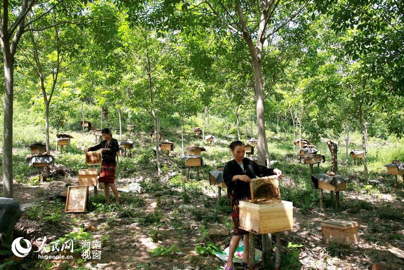 Varias personas que trabajan en el campo de apicultura de Chen Changzhuo en Hainan. (Foto/Pueblo en Línea)