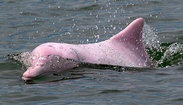Un nuevo videojuego promueve la protección del delfín rosado