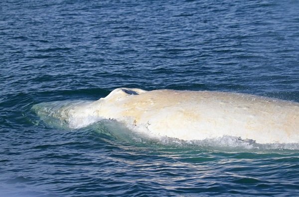 Una famosa ballena albina reaparece en aguas de Nueva Zelanda