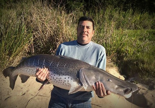 Un paranaense pescó un surubí de casi 40 kilos