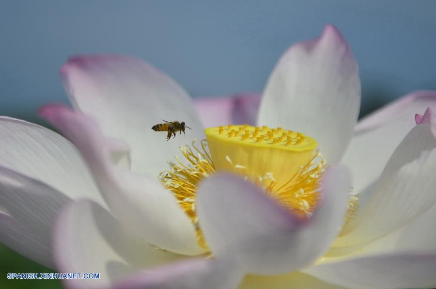 Jiangxi: Flores de loto en Villa Guangchang 