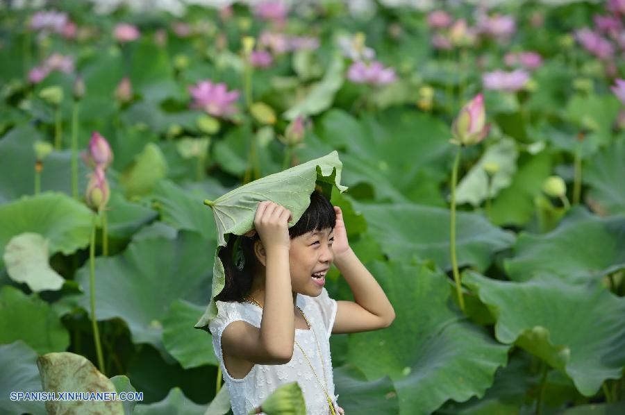 Jiangxi: Flores de loto en Villa Guangchang 2