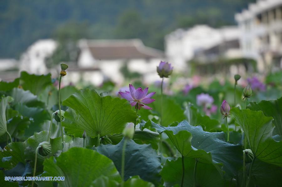 Jiangxi: Flores de loto en Villa Guangchang 3