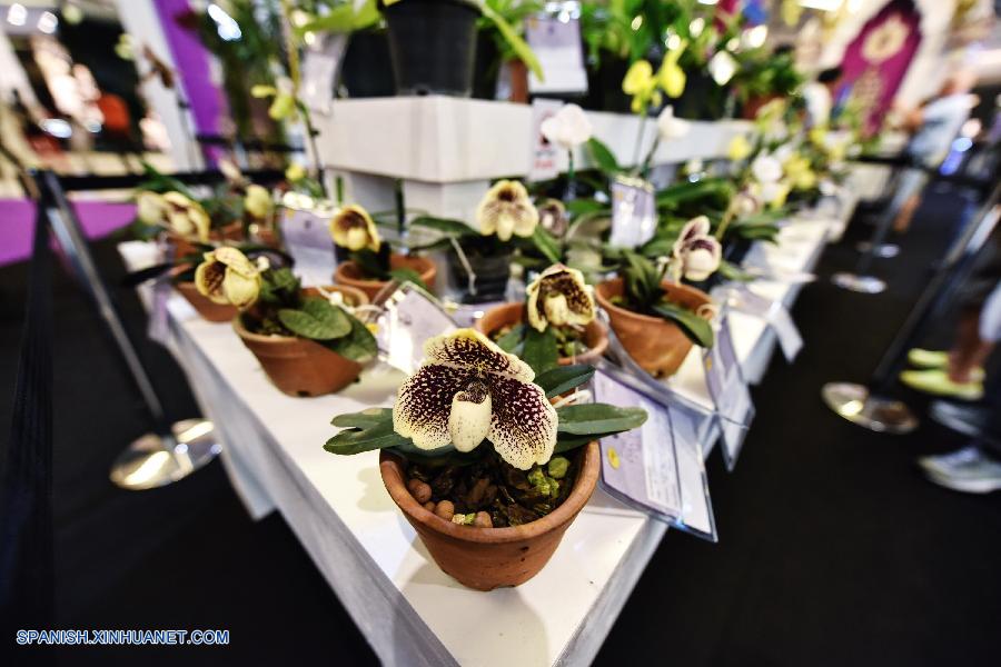 Tailandia: Exhiben más que 120 tipos de orquídeas en Bangkok 8
