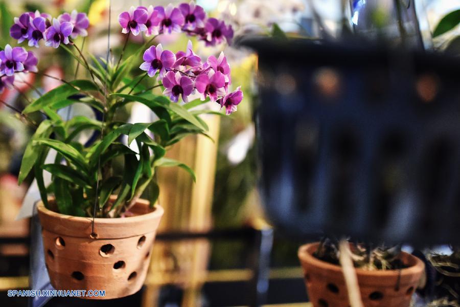 Tailandia: Exhiben más que 120 tipos de orquídeas en Bangkok 7