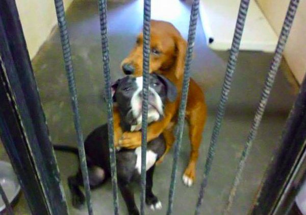 El 'abrazo' de dos perras las salvó de la eutanasia