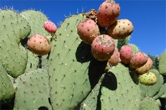 Desarrollan en México bioplástico con mucilago de nopal