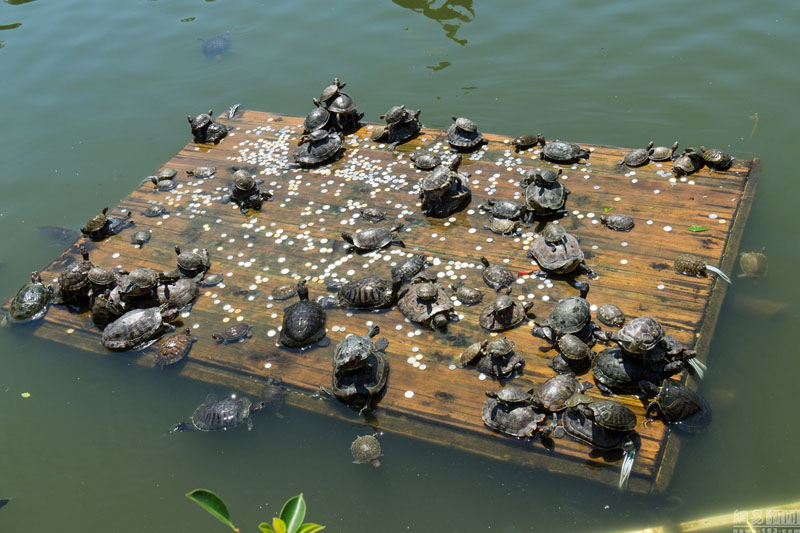 Las tortugas se "apoderan" de un templo