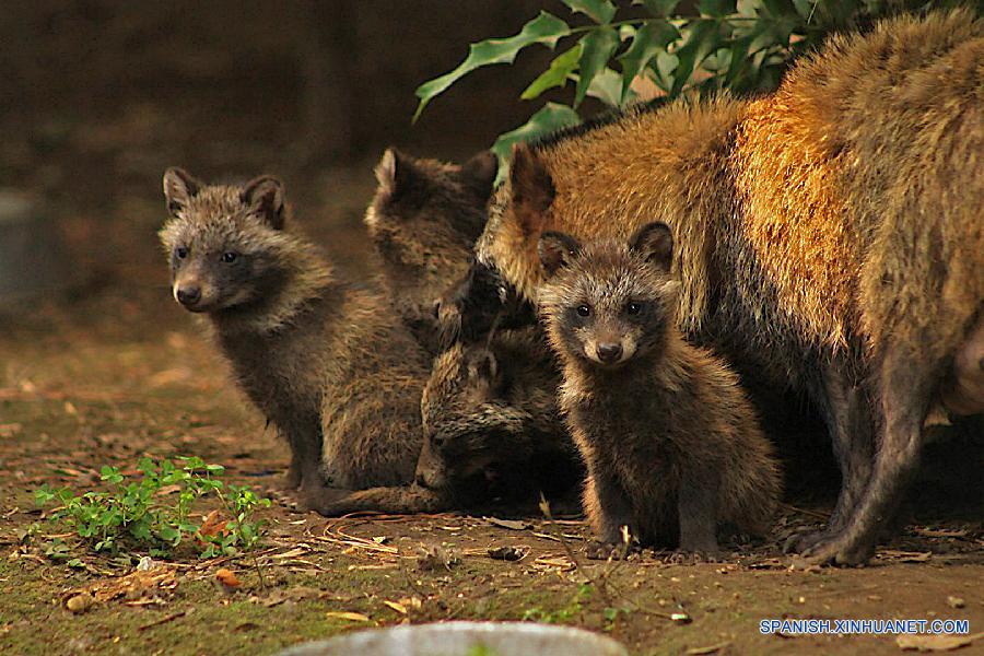 Nacen en zoológico de México nueve perros mapache