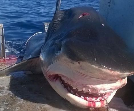 Capturan a un tiburón tigre tras comerse a un tiburón martillo