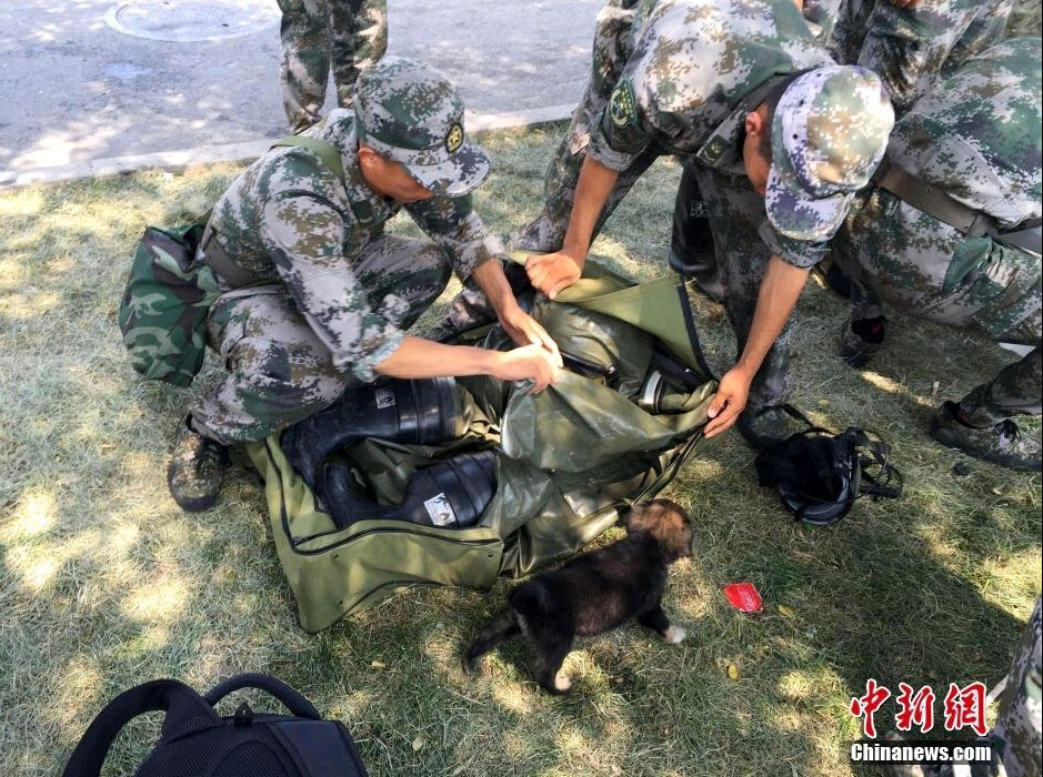 El perrito rescatado en explosiones de Tianjin