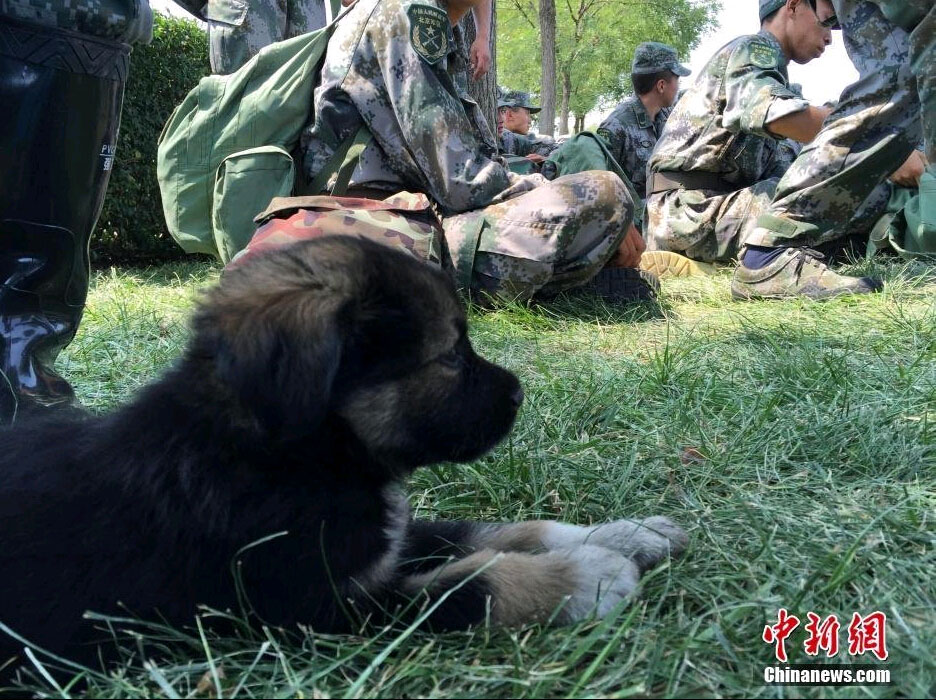 El perrito rescatado en explosiones de Tianjin