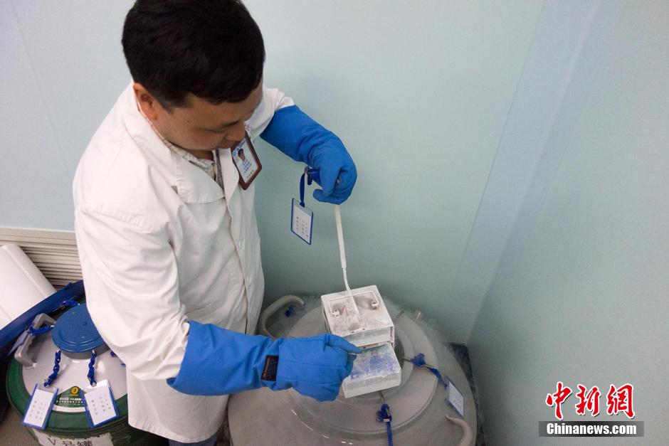 Casi 4.000 tubos de espermatozoides se conservan en la sala de suministros. (CNS/Huang Weiming)