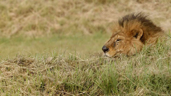 Un niño de 7 años caza "su primer león" en África e indigna a los cibernautas