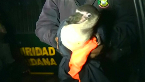 Un pingüino es detenido por la policía peruana