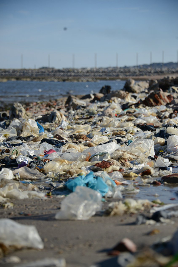 El 99% de aves habrán ingerido plástico
