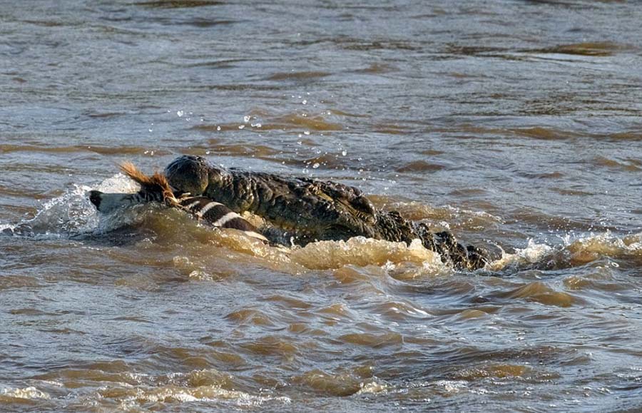 Escena brutal en Kenia: dos cocodrilos cazan una cebra en el río