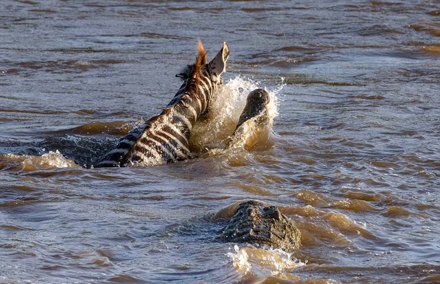 Escena brutal en Kenia: dos cocodrilos cazan una cebra en el río