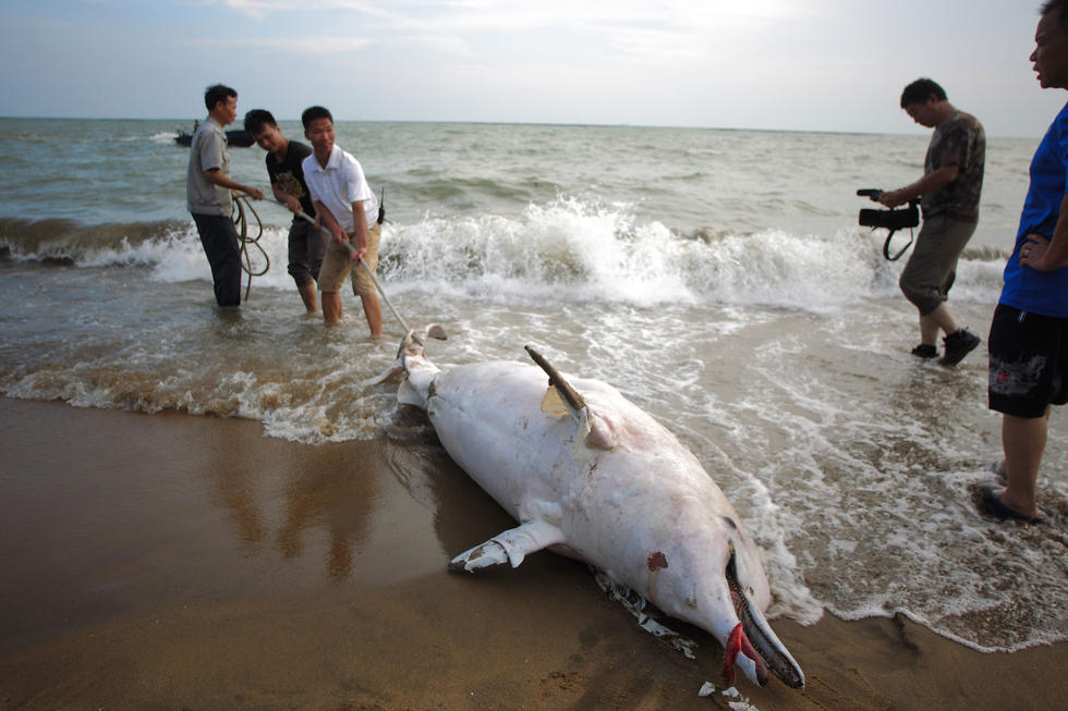 Delfín blanco se halla muerto en costa de Shenzhen