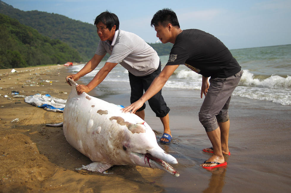 Delfín blanco se halla muerto en costa de Shenzhen