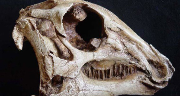Descubren en Alaska fósiles de una especie desconocida de dinosaurio herbívoro
