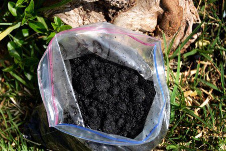 Crean biofertilizante que nutre el suelo y captura carbón