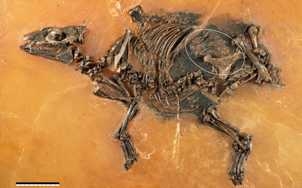 Encuentran el útero preservado más antiguo en un fósil parecido a una yegua