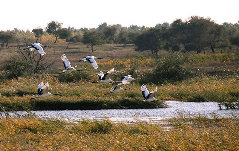 Reserva Natural Nacional Xianghai, paraíso de las aves 5
