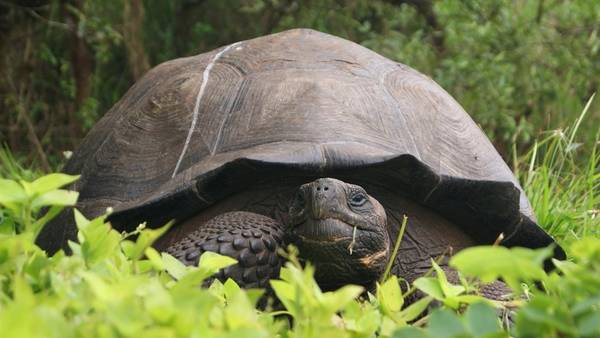 Descubren una nueva especie de tortuga gigante en las Galápagos