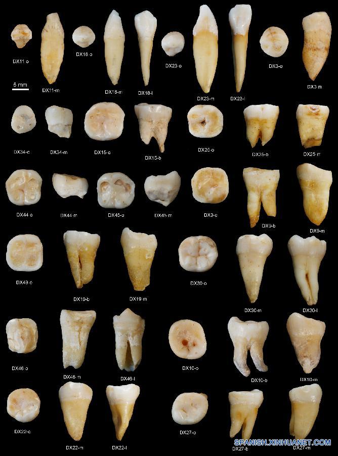 Fósiles de dientes cubren lagunas sobre evolución humana