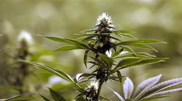 Chile tendrá la mayor plantación de marihuana para uso medicinal de Latinoamérica