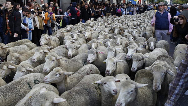 Miles de ovejas recorren Madrid como protesta
