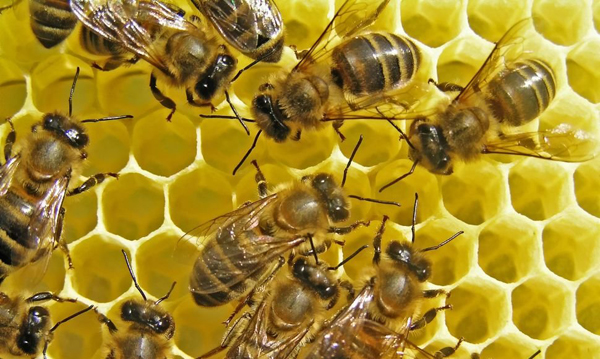 Usan veneno de abeja para llevar fármacos al cerebro