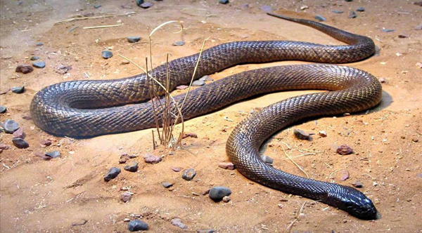 Un niño de un año mata a una serpiente venenosa a mordiscos en Brasil