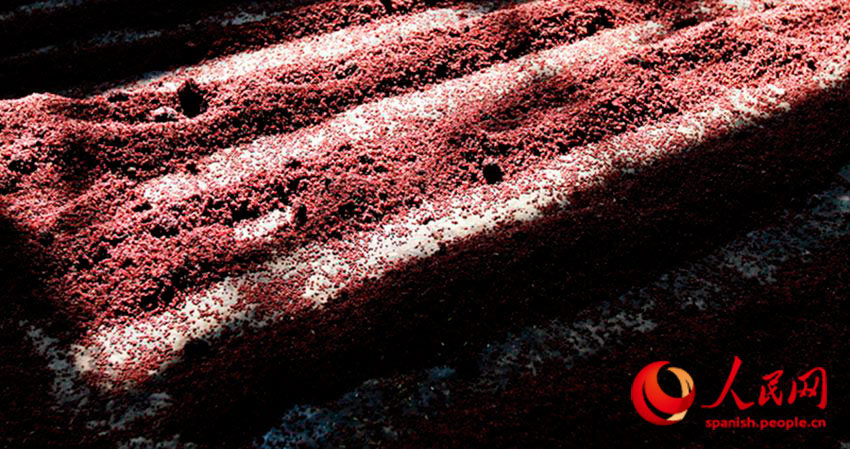 El sorgo rojo que se utiliza para destilar Maotai, producido orgánicamente en las montañas, destaca por su fragancia y calidad. (Foto: YAC)