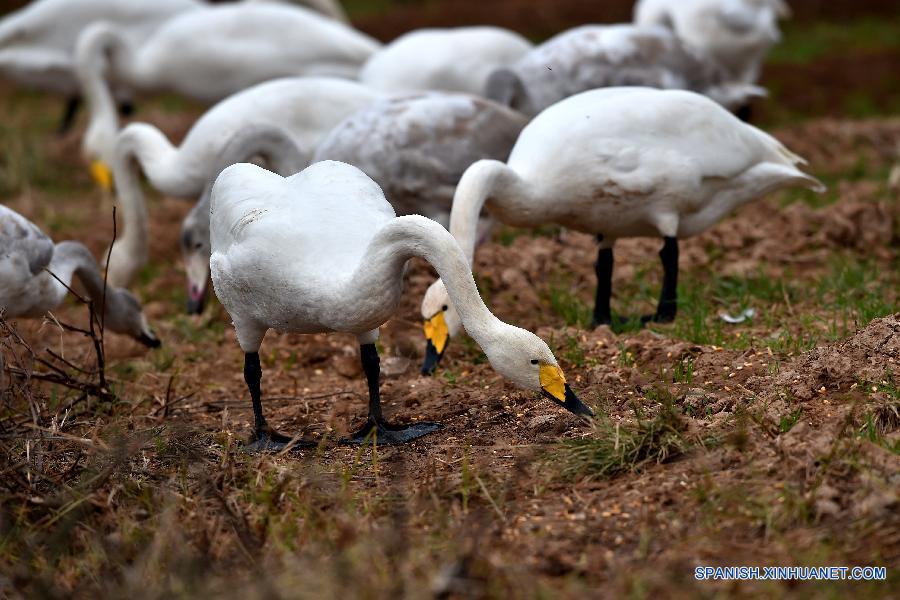 Cisnes cantores silvestres en humedal de Shanxi