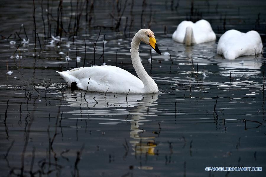 Cisnes cantores silvestres en humedal de Shanxi