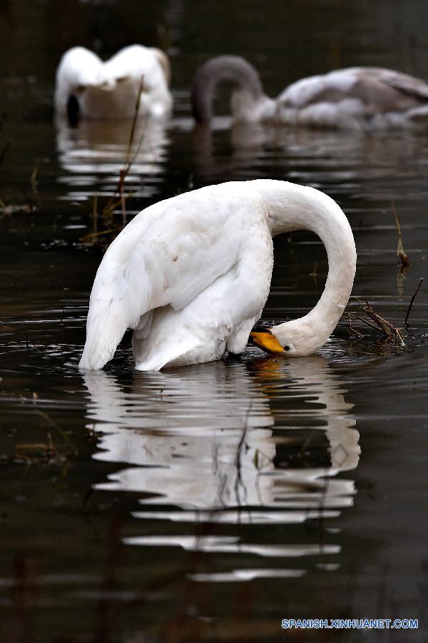 Cisnes cantores silvestres en humedal de Shanxi