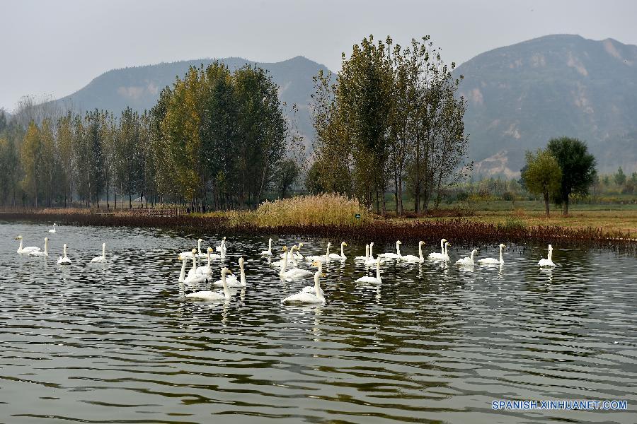 Cisnes cantores silvestres en humedal de Shanxi