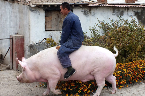 Zhang monta sobre un cerdo de enorme tamaño