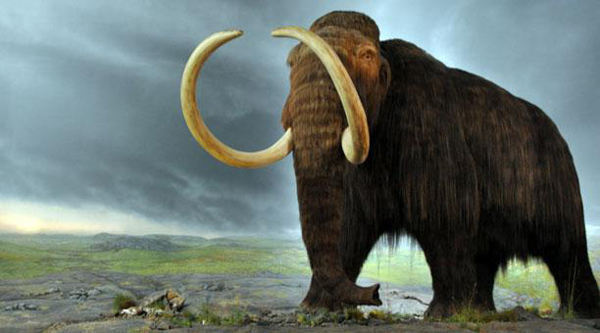 Científicos cada vez más cerca de clonar un mamut